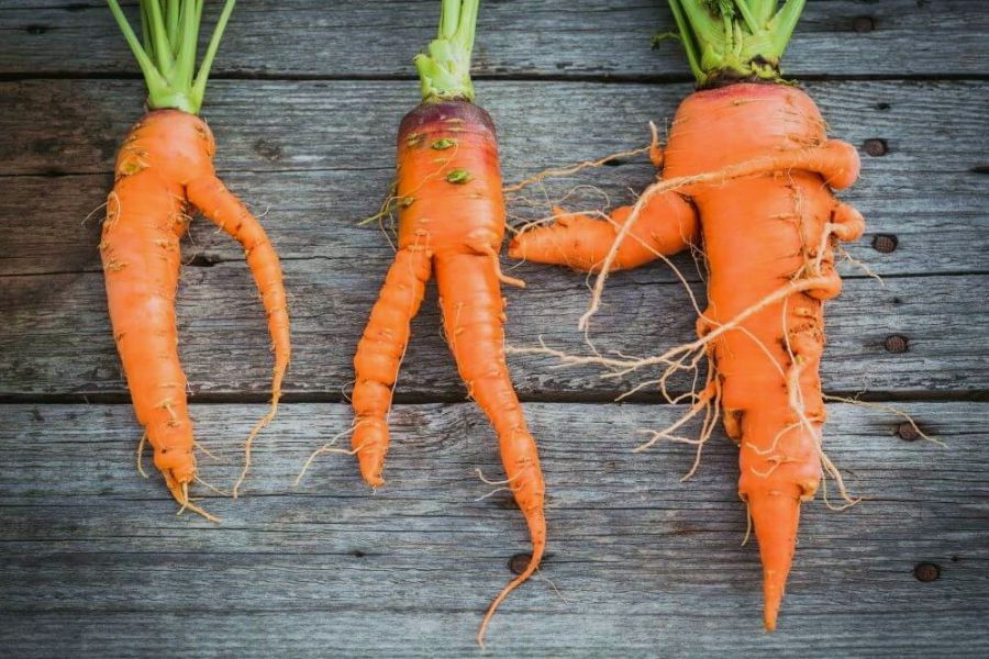 Деформирование моркови
