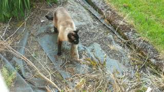 Rabbit Escapes Cat, Gets Eaten by Owl