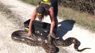 Змеелов из Флориды одолел пятиметрового питона голыми руками