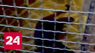 Пантера в Подмосковье: хищница сожрала служителя зоопарка, который кормил ее