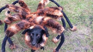 Видео проделок зловещей собаки-паука