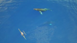Потрясающее видео с китами