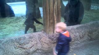 Ребенок играет в прятки с детенышем гориллы