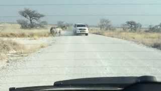 Бешеный носорог напал на автомобиль
