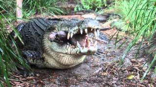 Крокодил пережевывает свиную голову как сухарик