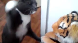 Кот ненавидит игрушечного тигра