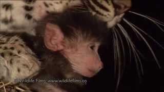 Невероятное отношение леопарда к маленькому бабуину